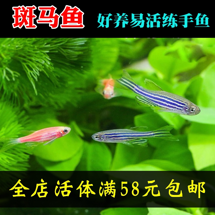 红蓝紫斑马鱼小型观赏鱼水族宠物活体群游冷水鱼灯科鱼淡水草缸鱼|ruв категории животное/Животное питание и принадлежностей, аквариум мира, рыба - от Buy2taobao.com для оказания профессиональной услуги покупки агента Taobao
