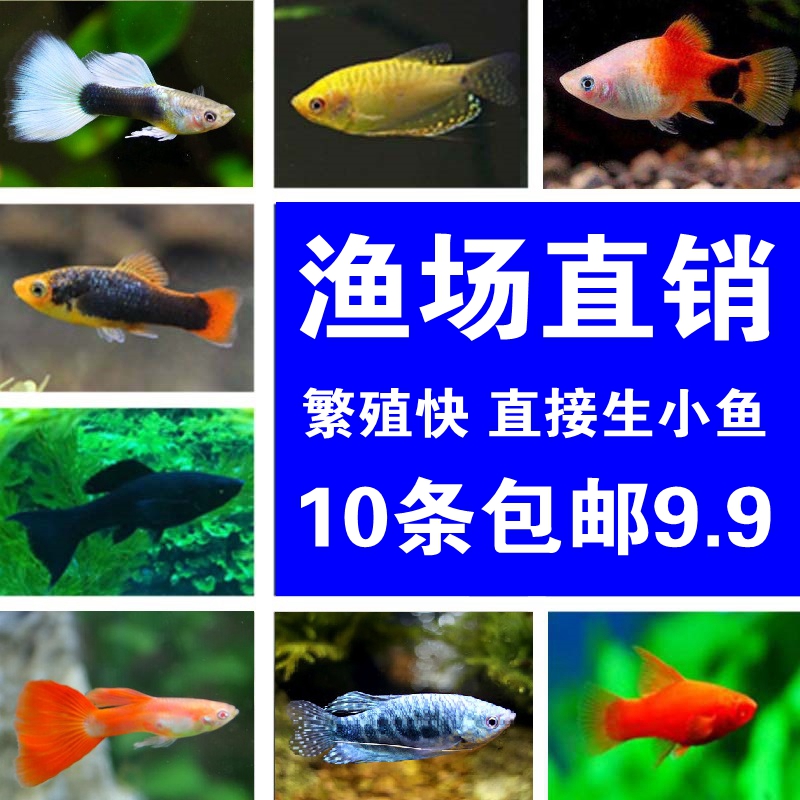 小型熱帶觀賞魚活體孔雀魚斑馬魚瑪麗魚燈科魚月光鳳尾胎生魚包郵在類目 寵物/寵物食品及用品, 水族世界, 魚中 - 來自Buy2taobao.com提供專業的淘寶代購服務