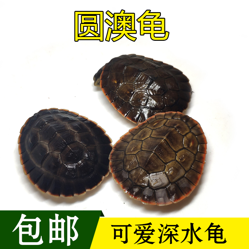 乌龟活体深水龟圆澳龟宠物龟红腹圆奥蛋龟吃垃圾粪鱼屎观赏龟包邮在类目 宠物/宠物食品及用品, 水族世界, 龟/鳖中 - 来自Buy2taobao.com提供专业的淘宝代购服务