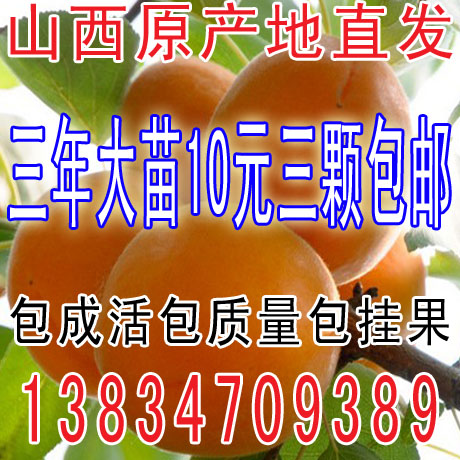 杏树苗山杏苗黄杏树苗盆栽杏树金太阳凯特红丰甜核杏大杏南方北方在类目 鲜花速递/花卉仿真/绿植园艺, 花园植物/行道树/果树, 果树中 - 来自Buy2taobao.com提供专业的淘宝代购服务