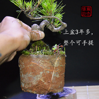 【苏亦家】微型老桩日本黑松小盆景树桩熟桩老盆精品矮霸素材盆栽