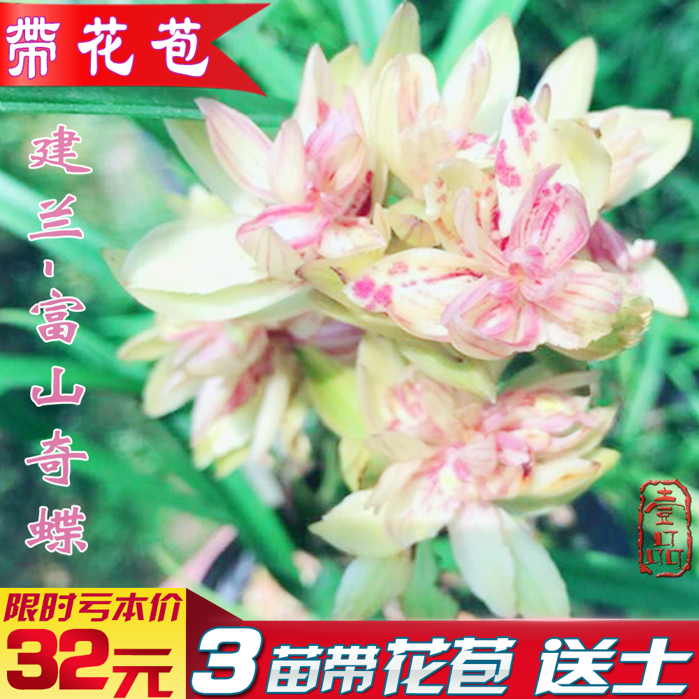 建兰富山奇蝶兰花苗带花苞四季浓香室内客厅盆栽绿植物名贵卉包邮在类目 鲜花速递/花卉仿真/绿植园艺, 花卉/绿植盆栽(新), 花卉中 - 来自Buy2taobao.com提供专业的淘宝代购服务