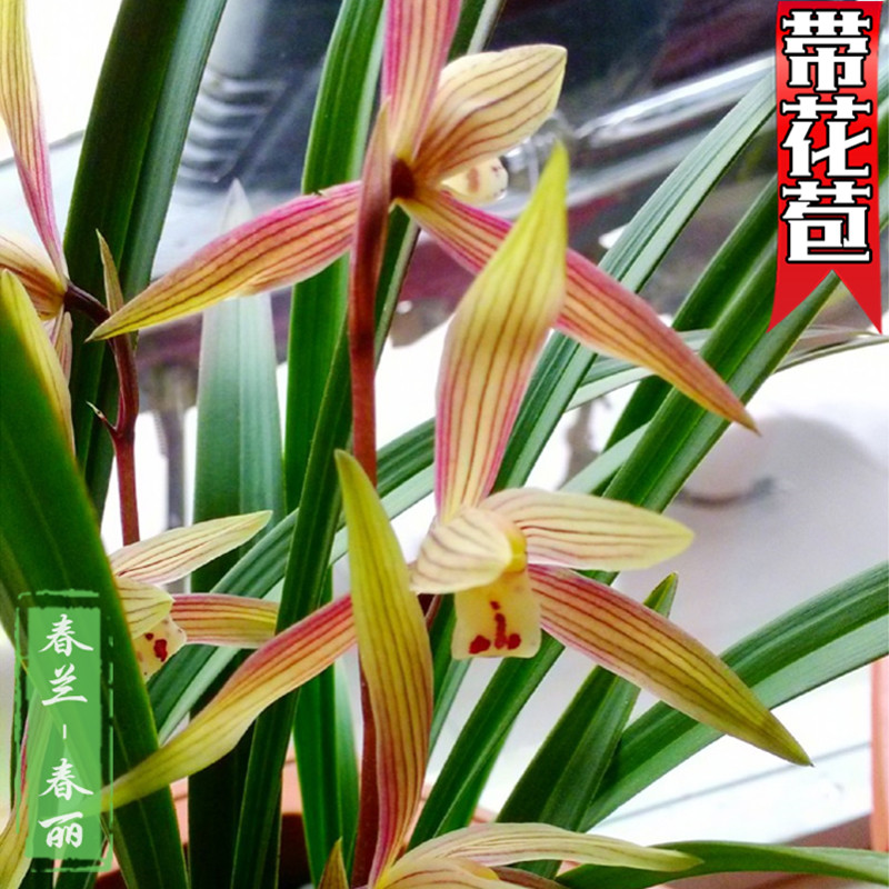 春丽春晖春兰极品兰花苗带花苞浓香金边线艺矮种边草正品盆栽植物在类目 鲜花速递/花卉仿真/绿植园艺, 花卉/绿植盆栽(新), 花卉中 - 来自Buy2taobao.com提供专业的淘宝代购服务