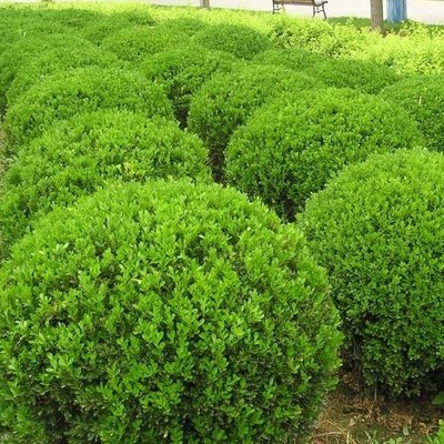 庭院綠化植物造型樹瓜子黃楊樹苗瓜子黃楊球盆景四季長青冬青樹苗在類目 鮮花速遞/花卉仿真/綠植園藝, 花園植物/行道樹/果樹, 觀葉 /花灌木中 - 來自Buy2taobao.com提供專業的淘寶代購服務