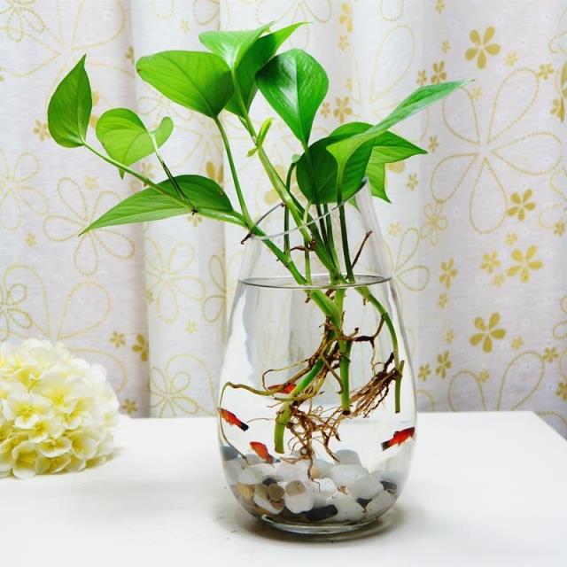 單根綠蘿 水生 水培 水養辦公桌盆栽防輻射吸甲醛綠色花卉植物在類目 鮮花速遞/花卉仿真/綠植園藝, 花卉/綠植盆栽(新), 綠植中 - 來自Buy2taobao.com提供專業的淘寶代購服務
