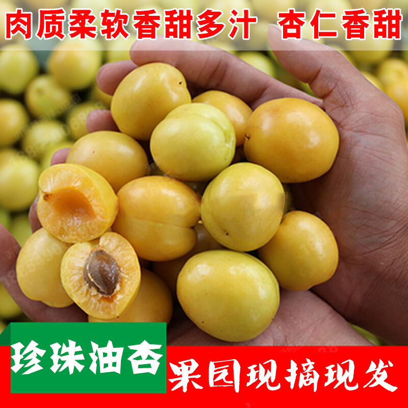 珍珠油杏新鲜水果沂蒙山应季时令水果油杏孕妇小白杏子3斤包邮在类目 水产肉类/新鲜蔬果/熟食, 新鲜水果, 其它中 - 来自Buy2taobao.com提供专业的淘宝代购服务