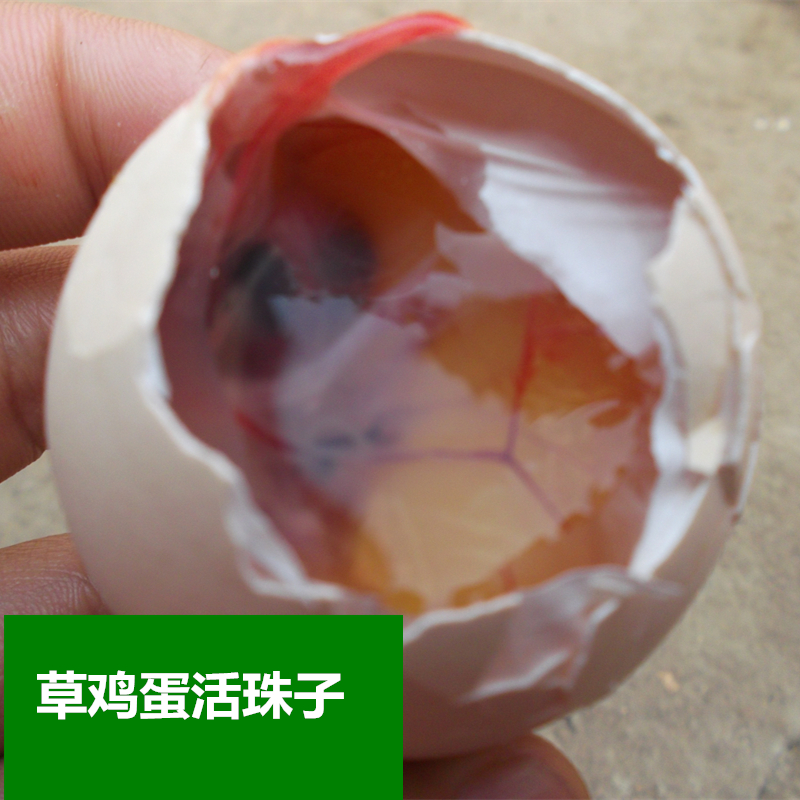 蘇北農家特産(13天生)活珠子 雞胚蛋鳳凰蛋活珠子30枚裝在類目 水產肉類/新鮮蔬果/熟食, 蛋/蛋製品, 鮮活蛋類, 雞蛋中 - 來自Buy2taobao.com提供專業的淘寶代購服務