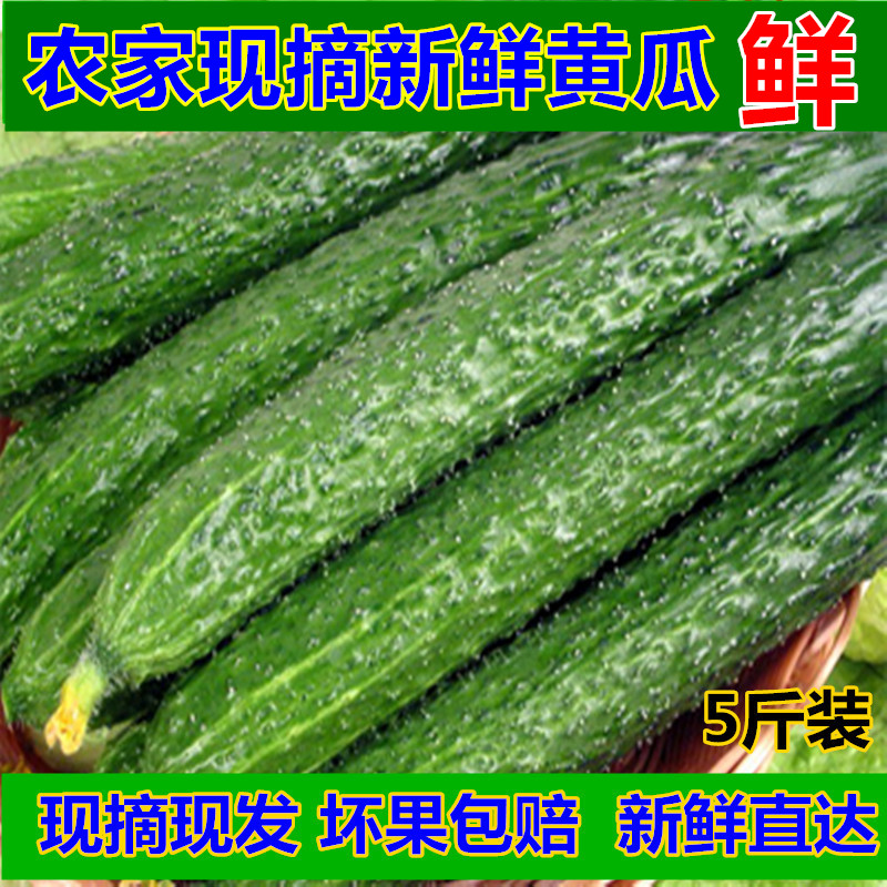 农家现摘现发黄瓜新鲜水果刺黄瓜大黄瓜绿色蔬菜5斤装包邮在类目 水产肉类/新鲜蔬果/熟食, 新鲜蔬菜/蔬菜制品, 新鲜蔬菜, 其它中 - 来自Buy2taobao.com提供专业的淘宝代购服务
