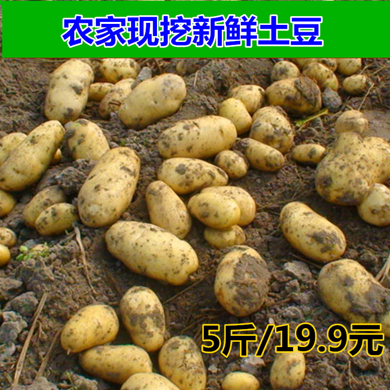 fresh Shandong Potato Farm Vegetables Potato Potato Potato 5 poundsin the Aquatic meat/Fresh fruits and vegetables/Cooked , Fresh vegetables/Vegetable products , Fresh vegetables , Potato category - from Buy2taobao.com to provide professional Taobao agent buy service