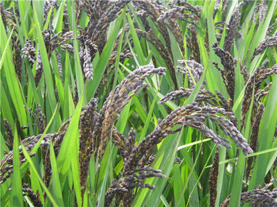 农家自种紫米粳米种子 紫血糯米 自留老种子黑米稻谷500g