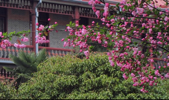 西府海棠树苗海棠花树苗树苗庭院植物花树苗南方北方种植盆栽地栽在类目 鲜花速递/花卉仿真/绿植园艺, 花园植物/行道树/果树, 观叶 /花灌木中 - 来自Buy2taobao.com提供专业的淘宝代购服务