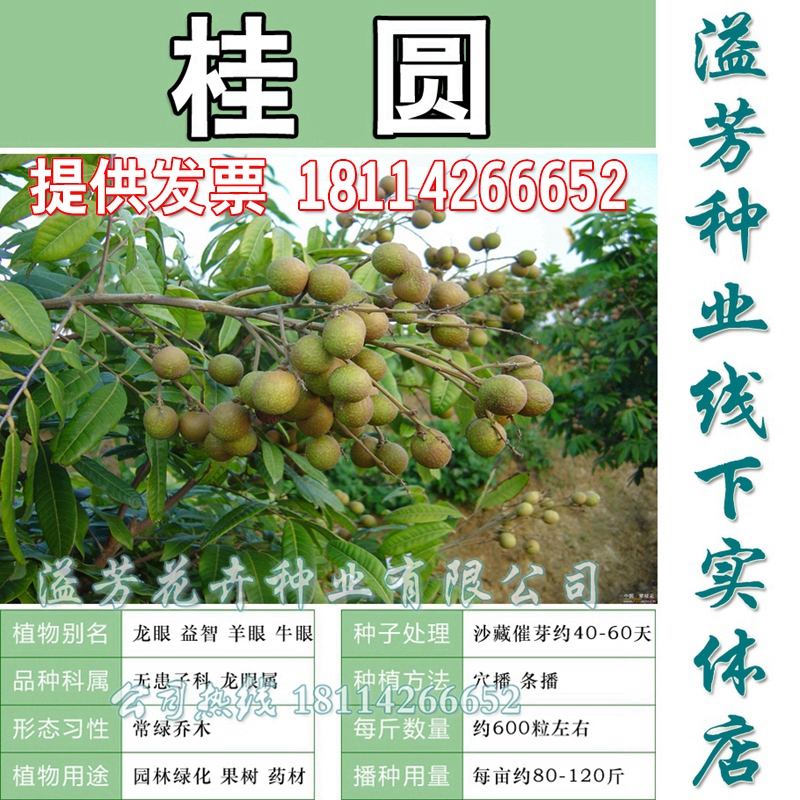 散装桂圆种子供应 龙眼种子供应 益智 羊眼 牛眼 营养价值高 易种在类目 鲜花速递/花卉仿真/绿植园艺, 花卉/蔬果/草坪种子(新), 家庭园艺种子中 - 来自Buy2taobao.com提供专业的淘宝代购服务
