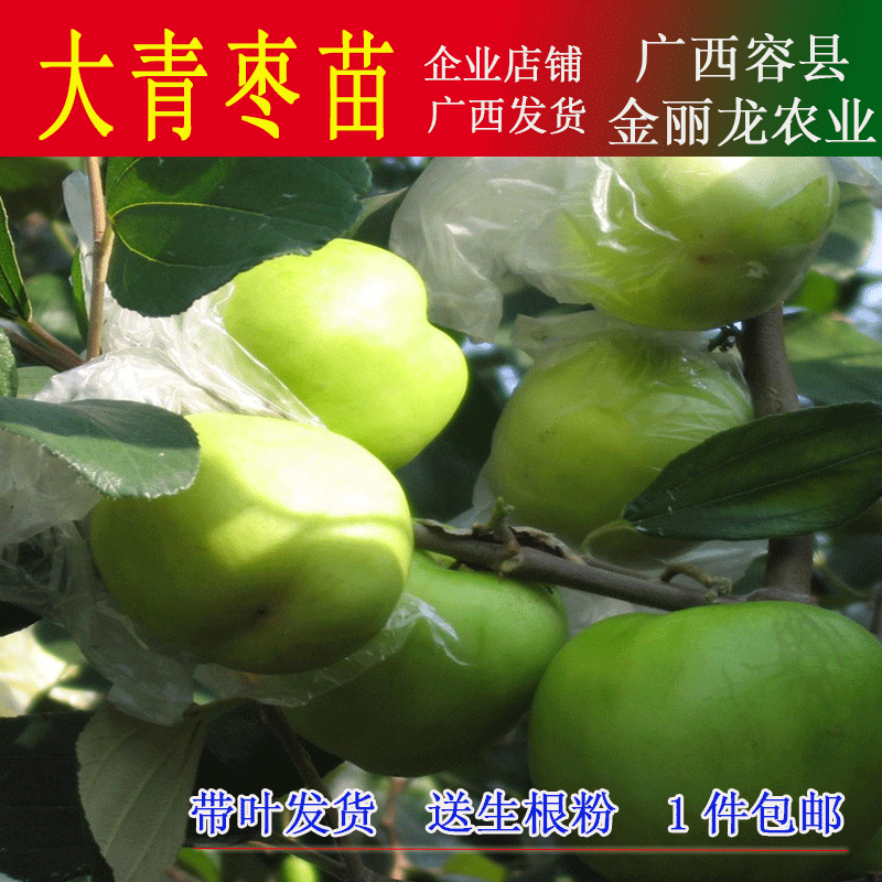 台湾大青枣苗果树苗密丝枣苗可盆栽地栽当年种植当年可结果包邮在类目 鲜花速递/花卉仿真/绿植园艺, 花园植物/行道树/果树, 果树中 - 来自Buy2taobao.com提供专业的淘宝代购服务