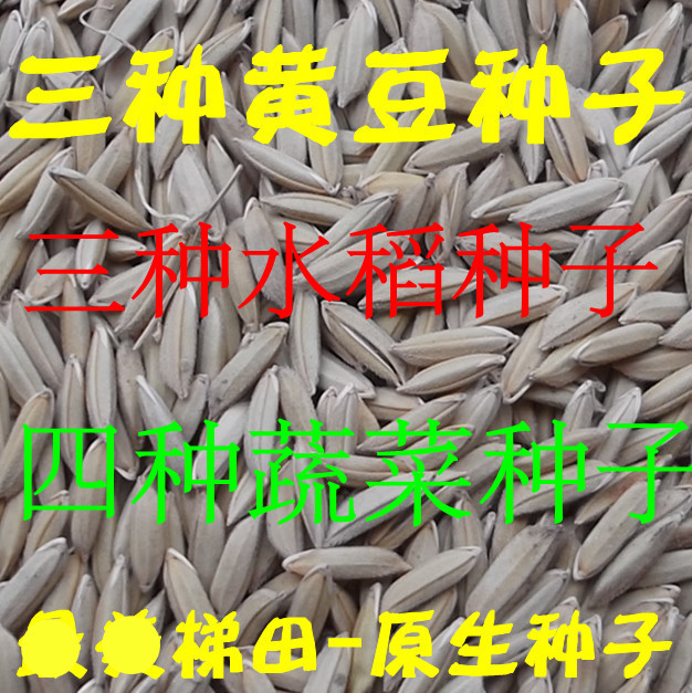 来自远古时代的红米种子 糯米 白米种子 蔬菜种子 包邮在类目 鲜花速递/花卉仿真/绿植园艺, 园艺用品, 小型喷雾壶中 - 来自Buy2taobao.com提供专业的淘宝代购服务