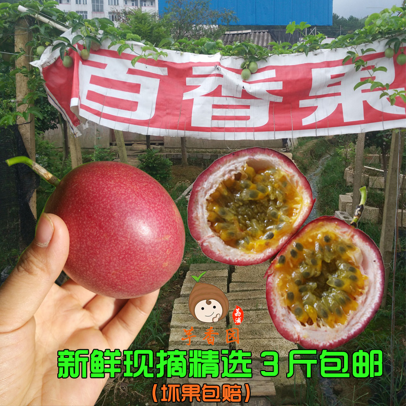 Orthodox school Guangxi specialty Li Riverside Passion fruit selected fresh green fruit Passionflower Omelette 3in the Aquatic meat/Fresh fruits and vegetables/Cooked , Fresh fruit , Passion Fruit category - from Buy2taobao.com to provide professional Taobao agent buy service