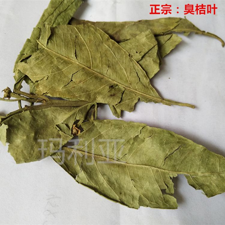 Citrus leaves Stinky Orange Leaves 500g Gouju Li Ye Stinky Orange Leaf Bulk Mandarin orangein the Traditional nourishing food , Medicinal and Edible Food , Other Medicinal and Edible Food category - from Buy2taobao.com to provide professional Taobao agent buy service
