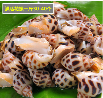 成都海鲜,花螺海鲜 海鲜水产 东风螺 鲜活花螺 30-40个/斤 500克