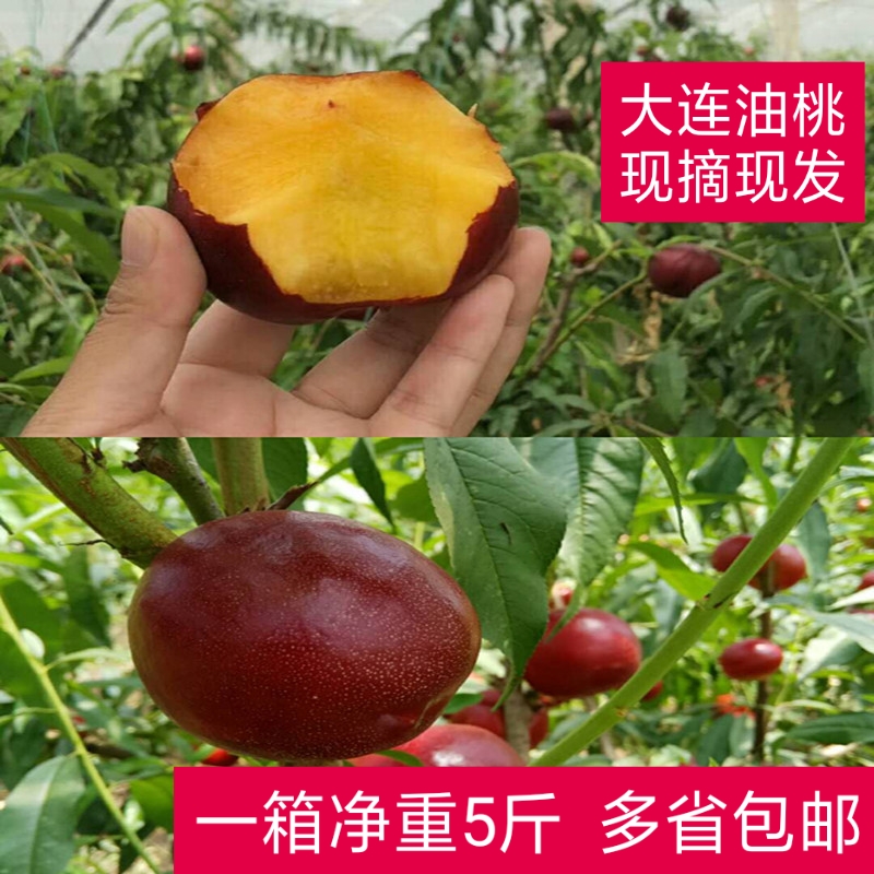 大连油桃麻点甜油桃李桃黄心油桃油4油8新鲜水果5斤装多省包邮|msdalam kategori daging perikanan/Buah-buahan segar dan sayur-sayuran/dimasak, buah-buahan segar, Peach - dari Buy2taobao.com untuk memberikan perkhidmatan ejen Taobao profesional membeli