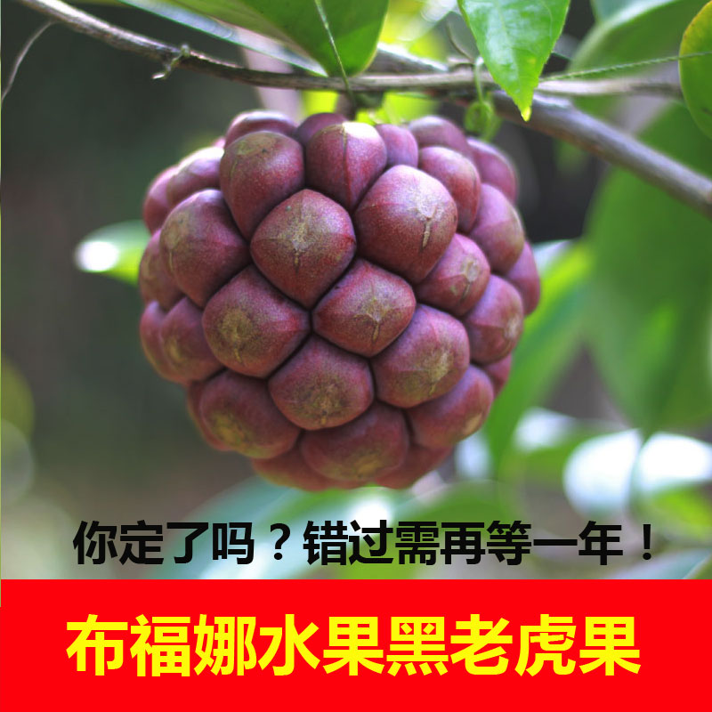 布福娜新鲜黑老虎苗冷饭团大血藤大钻树苗地栽盆栽四季绿植在类目 鲜花速递/花卉仿真/绿植园艺, 花园植物/行道树/果树, 果树中 - 来自Buy2taobao.com提供专业的淘宝代购服务