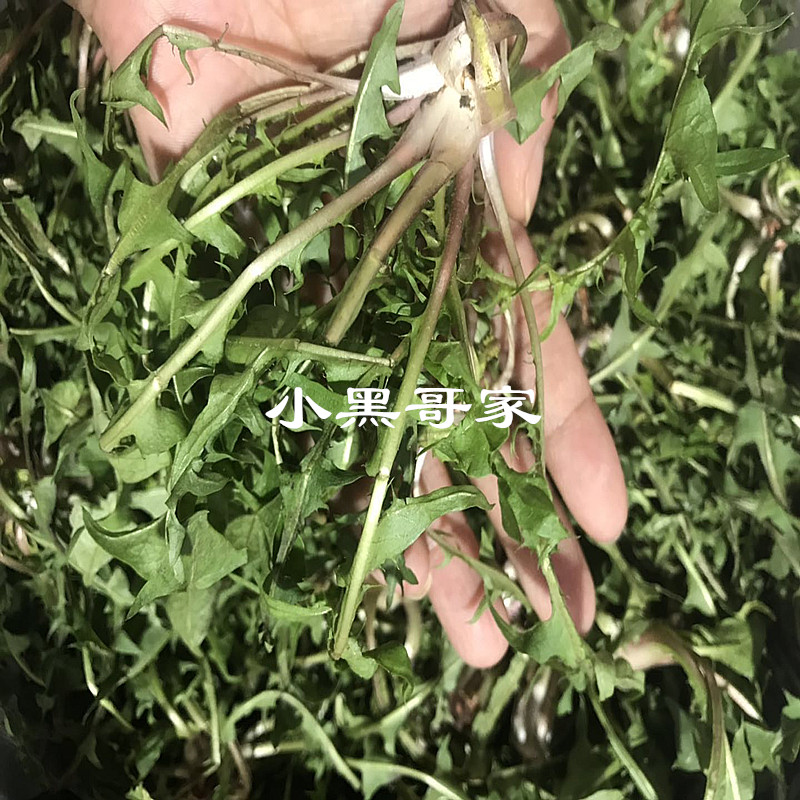 深圳现货 东北特产2019新鲜蒲公英野菜整颗带根野生蒲公英婆婆丁|msdalam kategori daging perikanan/Buah-buahan segar dan sayur-sayuran/dimasak, sayur-sayuran segar/Vegetable Products, sayur-sayuran segar, lain - dari Buy2taobao.com untuk memberikan perkhidmatan ejen Taobao profesional membeli