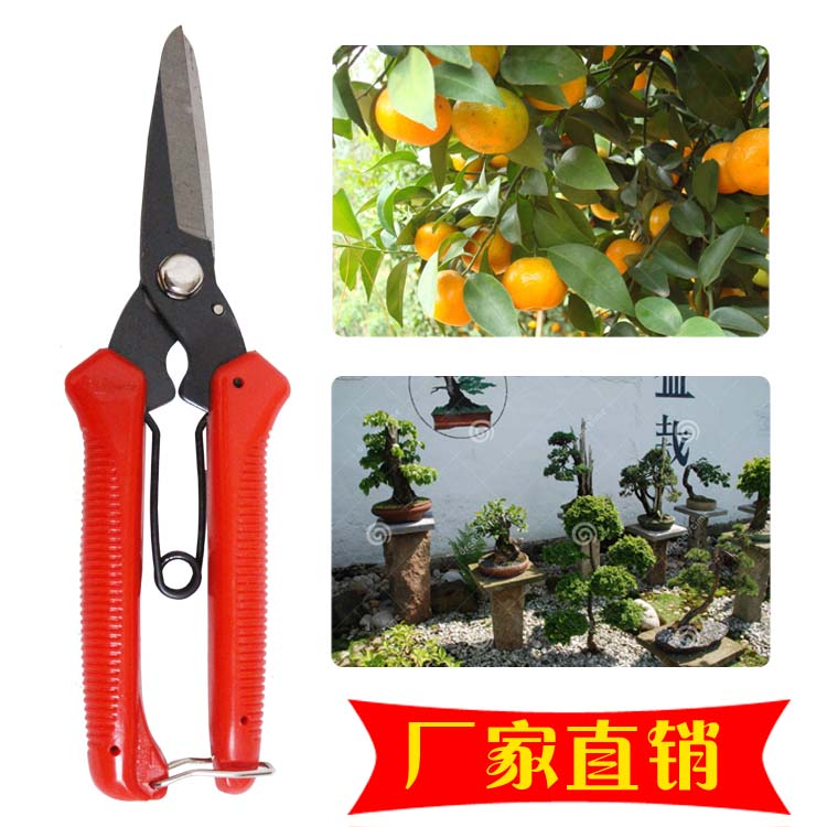 Special Offer 210 Nigrescence Pruning Fruit tree Picking Pruning Pruning Spring gardening Direct Shear Garden scissorsin the Home Daily , Home Hardware Tools , Scissors/Hairdressing scissors/Gardening shears , Gardening scissors category - from Buy2taobao.com to provide professional Taobao agent buy service