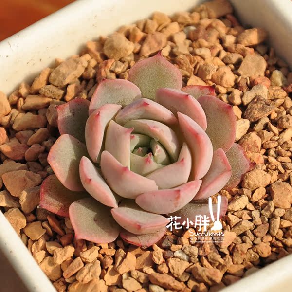 进口名贵多肉 巨型品种白鲸10cm大苗 见图二优