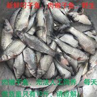 活体野生-批发5斤包邮8斤送一斤野生 小河虾小