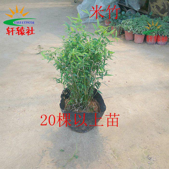 盆栽绿植花卉盆景植物 米竹 凤尾竹 防雾霾 吸甲醛在类目 鲜花速递/花卉仿真/绿植园艺, 创意迷你植物中 - 来自Buy2taobao.com提供专业的淘宝代购服务