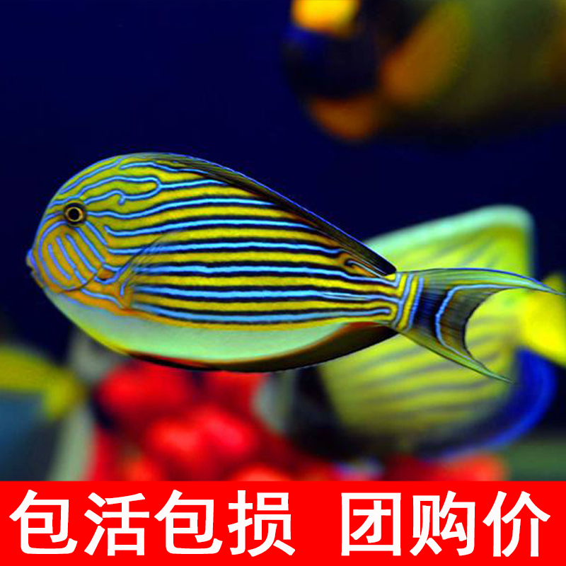 Sling Saltwater fish living thing Hanged Marine organisms clown Fish Flowers Ripplein the Pet/Pet food and supplies , Aqua World , Fish category - from Buy2taobao.com to provide professional Taobao agent buy service