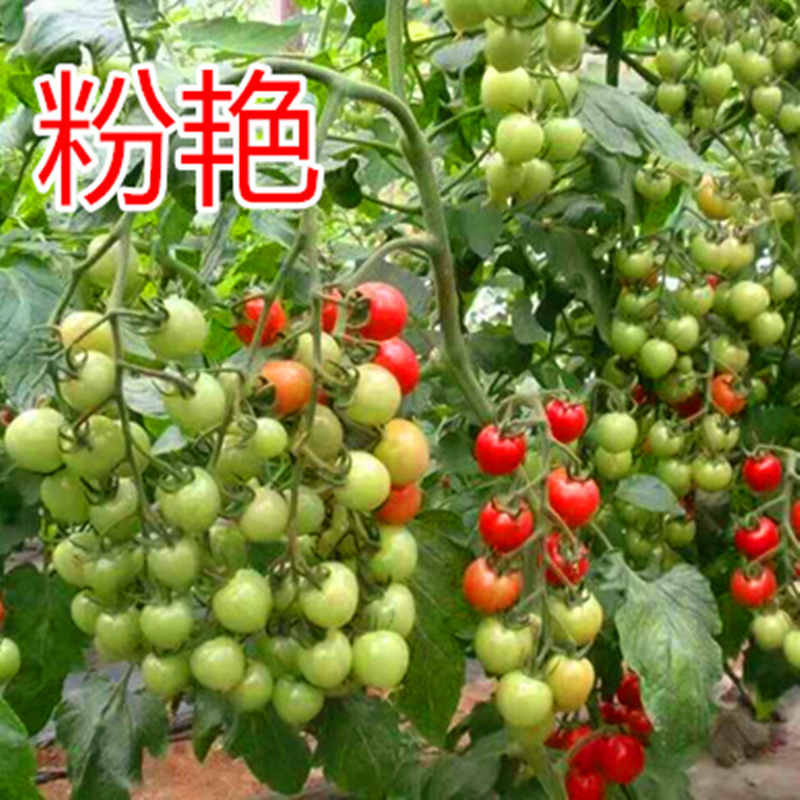 Cherry tomato seeds circular Cherry tomatoes Seeds Modified Pink Bay Good taste High yield Yan powderin the Agricultural goods , Seed/Seedlings , Vegetable Seeds category - from Buy2taobao.com to provide professional Taobao agent buy service