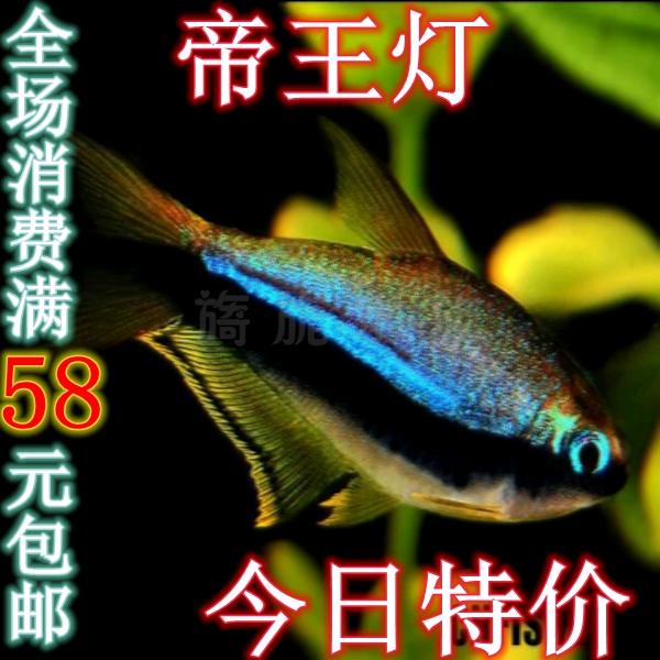 帝王灯鱼活体红鼻剪刀红绿灯鱼宝莲灯小型观赏鱼淡水草缸灯科鱼在类目 宠物/宠物食品及用品, 水族世界, 鱼中 - 来自Buy2taobao.com提供专业的淘宝代购服务