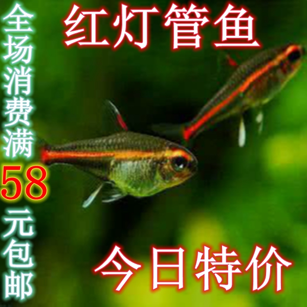 红管灯霓虹灯鱼三角灯帝王灯蓝眼灯红绿灯鱼活体红蓝斑马红鼻剪刀在类目 宠物/宠物食品及用品, 水族世界, 鱼中 - 来自Buy2taobao.com提供专业的淘宝代购服务
