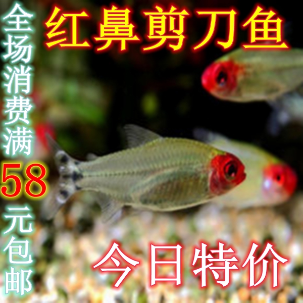 红鼻剪刀鱼红绿灯鱼活体帝王灯蓝眼灯三角灯科鱼宝莲灯群游热带鱼|msdalam kategori haiwan peliharaan/makanan haiwan dan bekalan, Aquarium World, ikan - dari Buy2taobao.com untuk memberikan perkhidmatan ejen Taobao profesional membeli