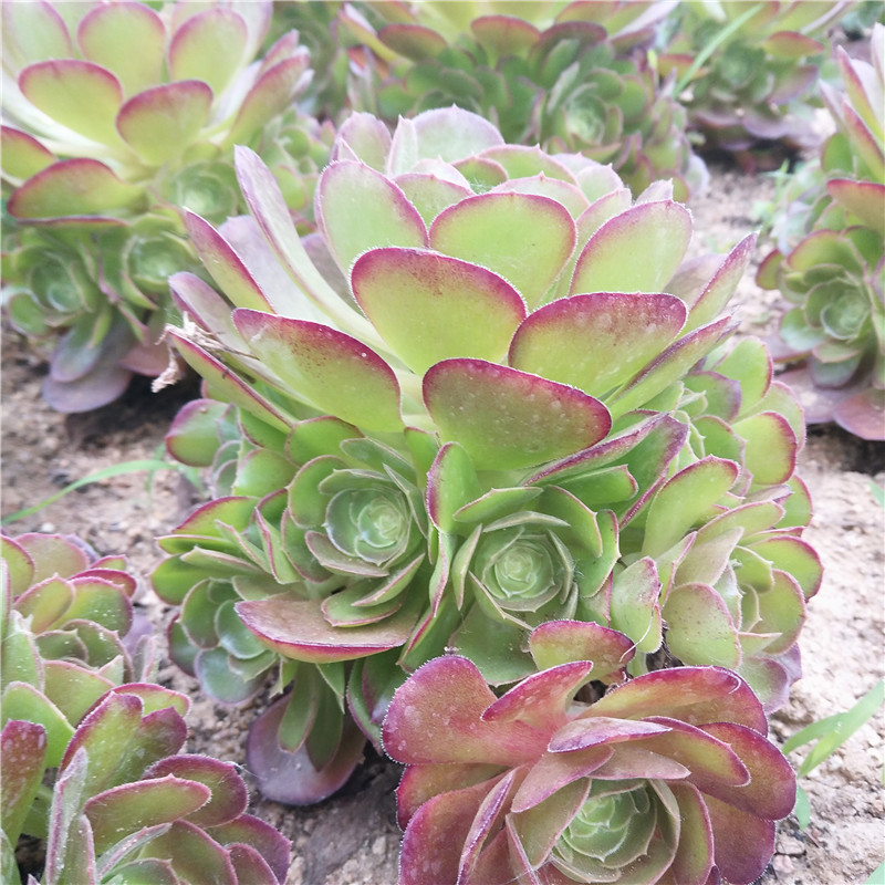 进口荷兰圆叶玫瑰法师手捧花多头圆叶法师多肉植物|ruв категории доставка цветов/цветок моделирования/растения садоводства, цветок/растения в горшках (новый), Суккуленты - от Buy2taobao.com для оказания профессиональной услуги покупки агента Taobao