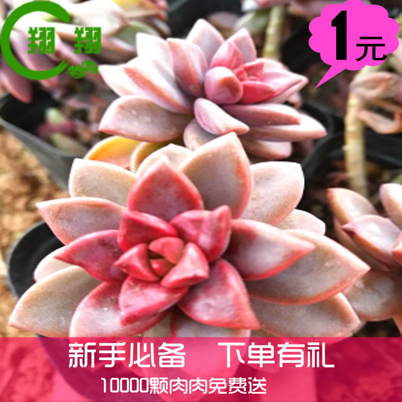 多肉植物组合盆栽桃蛋玉露群生精养老桩绿植盆栽进口多肉|ruв категории доставка цветов/цветок моделирования/растения садоводства, цветок/растения в горшках (новый), Суккуленты - от Buy2taobao.com для оказания профессиональной услуги покупки агента Taobao