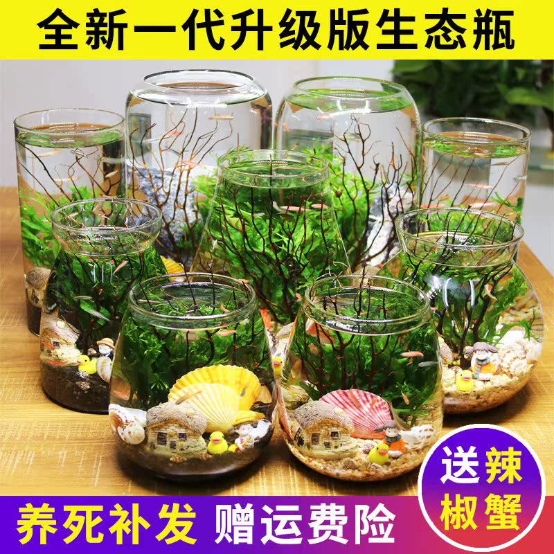 观赏生态瓶鱼微景观免换水免打理diy水族办公桌面创意造景鱼缸|msdalam kategori haiwan peliharaan/makanan haiwan dan bekalan, Aquarium World, tangki ikan akuarium dan kelengkapan lain, 生态瓶/创意缸/桌面微景缸 - dari Buy2taobao.com untuk memberikan perkhidmatan ejen Taobao profesional membeli