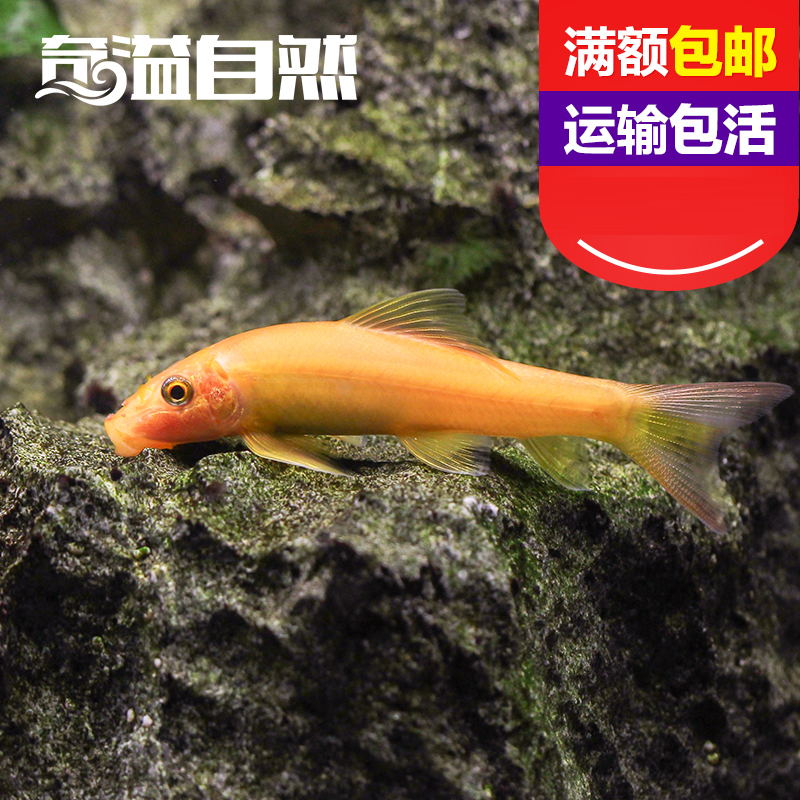 奇溢自然 小型热带老鼠鱼热带淡水金苔鼠鱼小型观赏鱼活体在类目 宠物/宠物食品及用品, 水族世界, 鱼中 - 来自Buy2taobao.com提供专业的淘宝代购服务