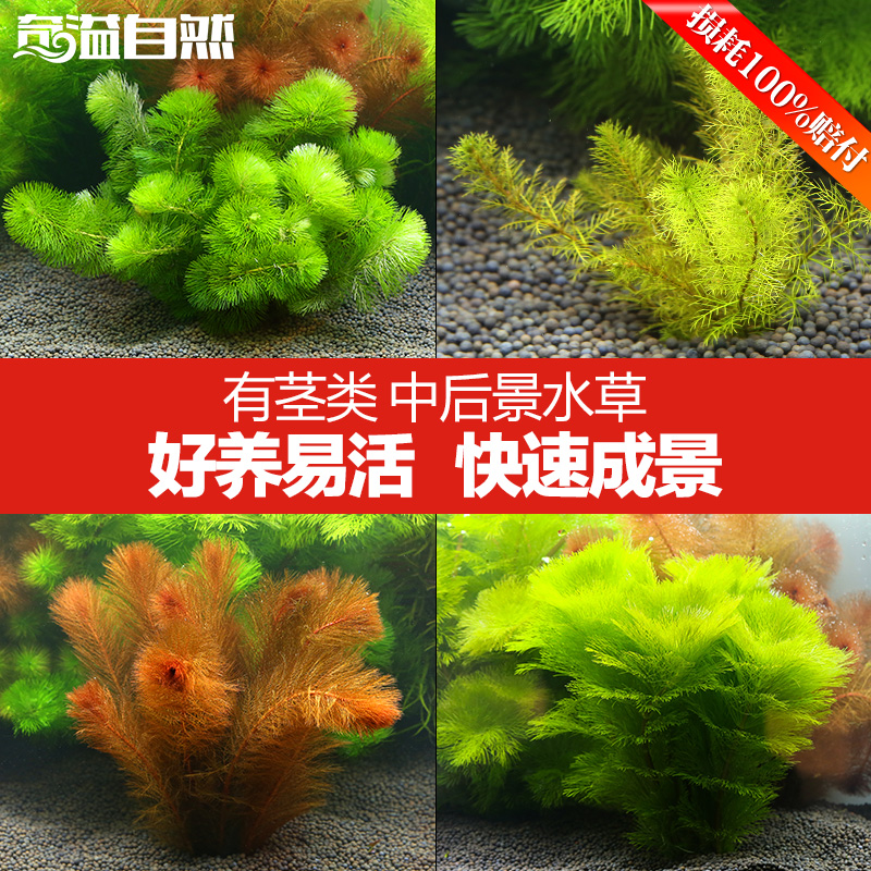 鱼缸造景水草 大宝塔绿菊花水族箱装饰植物淡水活体真水草百草园在类目 宠物/宠物食品及用品, 水族世界, 鱼缸等水族设备, 水草中 - 来自Buy2taobao.com提供专业的淘宝代购服务