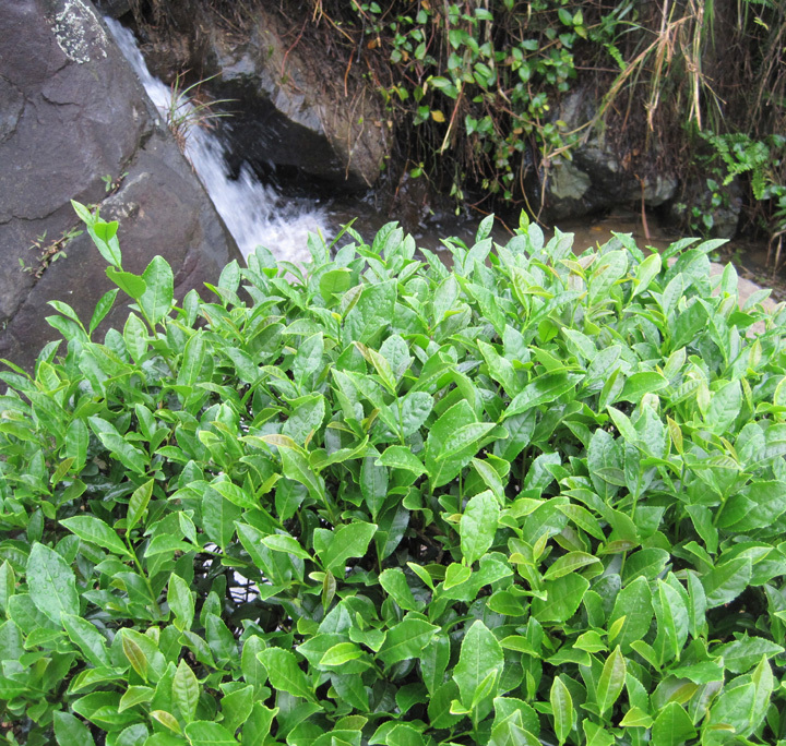2019 New Year's Tea!"Tutianxiang"Gui 500 G only 128 elementin the Tea , Oolong (New) , Other Oolong category - from Buy2taobao.com to provide professional Taobao agent buy service