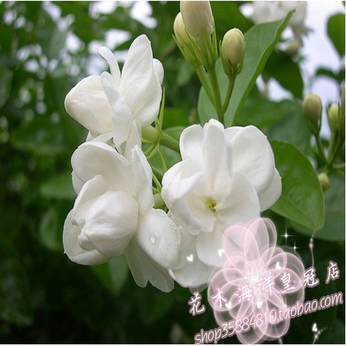 Strong fragrance Potted plant Big flower Jasmine Flower seedlings Flowering in those years Kuaiqiang slightlyin the Flower delivery/Flowers simulation/Plants gardening , Flowers/Potted plants (New) , Flowers category - from Buy2taobao.com to provide professional Taobao agent buy service