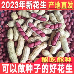 2023年新鲜红皮生花生带壳晒干四粒红花生种子小原味现炒熟花生