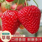 厂装草莓种子四季种植奶油，草莓籽四季草莓，籽草莓种籽子水果种孑