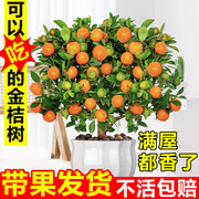 四季金桔树苗盆栽带果植物室内好养花卉客厅年宵小橘子树招财盆景