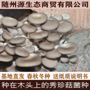 椴木秀珍菇菌种种在木头上的秀珍菇菌种椴木蘑菇菌种食用菌菌