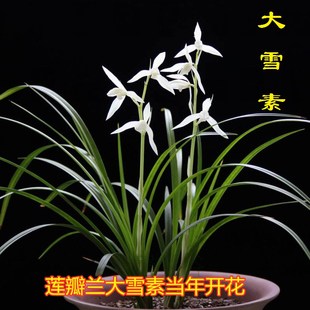 云南浓香兰花苗莲瓣兰，大雪素兰花盆栽阳台花卉绿植