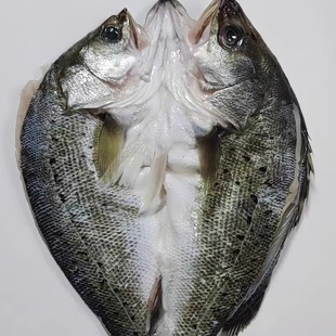 开背海鲈鱼20斤装海鲜深海鱼鲜活冷冻半成品腌制商用七星鲈鱼商用