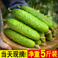 水果黄瓜，新鲜山东旱现摘5斤小青瓜