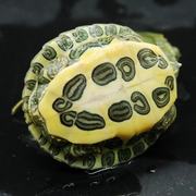 巴西龟宠物龟g大小活体活物红耳龟水龟观赏乌龟外塘红耳