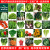 四季菜籽种籽西瓜黄瓜，薄荷青菜辣椒豆角小葱，夏季蔬菜种子大全种孑