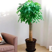 发财树大棵盆栽室内植物客厅绿植，大型室内开业办公室，摆件乔迁招财